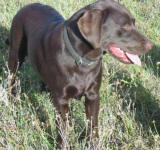 Senna - Chocolate Labrador