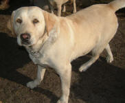 Goldie - Yellow Labrador