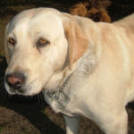 Goldie - Yellow Labrador