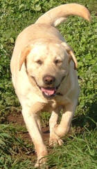 Yellow Labrador Goldie