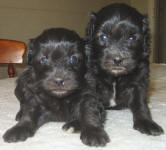 Maltese Poodle Puppies