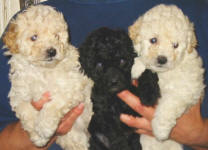 Maltese Poodle Puppies