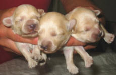 Maltese Poodle Puppies