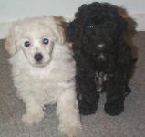 Maltese Poodle Puppies