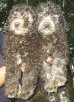 Maltese Poodle Puppies