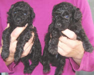 Maltese Poodle Puppies