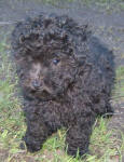 Maltese Poodle Puppies