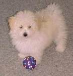 Maltese Poodle Puppies