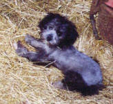 Maltese Poodle Puppies