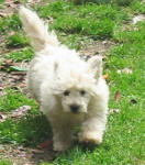 Maltese Poodle Puppies