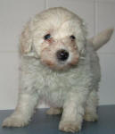 Maltese Poodle Puppies