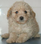 Maltese Poodle Puppies