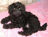 Maltese Poodle Puppies