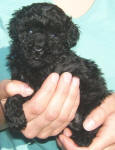 Maltese Poodle Puppies