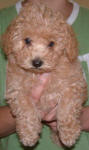 Muppet - Red Maltese Poodle