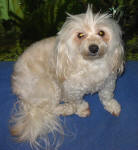 Pinny - Maltese Poodle