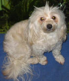 Maltese Poodle - Pinny