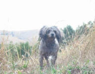 Puff - Maltese Poodle