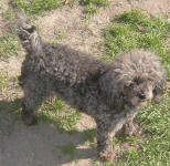 Tiggy - Maltese Poodle