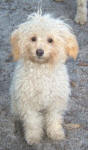 Gizmo - White Maltese Poodle