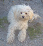 Gizmo - White Maltese Poodle