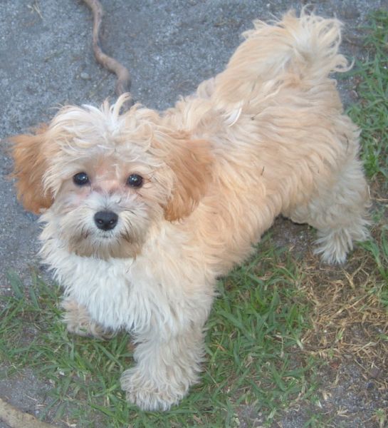 Beige maltese sales