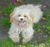 Holly - Cream Maltese Poodle
