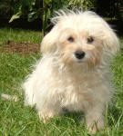 Maltese - Mollie