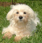 Maltese - Mollie