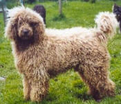 Murray - Cafe Miniature Poodle