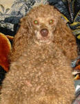 Murray - Cafe Miniature Poodle