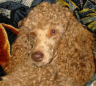 Cafe Miniature Poodle - Murray