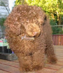 Monty - Chocolate Miniature Poodle