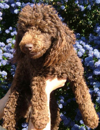 chocolate miniature poodle