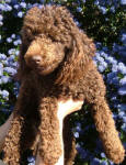 Monty - Chocolate Miniature Poodle