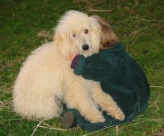 Elmo - White Miniature Poodle