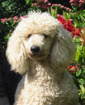 Elmo - White Miniature Poodle