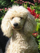 White Miniature Poodle - Elmo