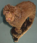 Randy - Chocolate Toy Poodle
