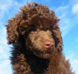 Randy - Chocolate Toy Poodle