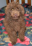 Randy - Chocolate Toy Poodle