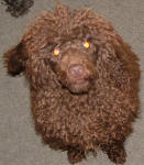 Randy - Chocolate Toy Poodle