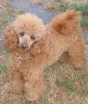 Bronson - Red Toy Poodle