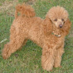 Bronson - Red Toy Poodle