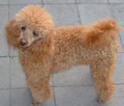 Bronson - Red Toy Poodle