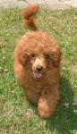 Rusty - Red Toy Poodle