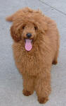 Rusty - Red Toy Poodle