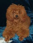 Rusty - Red Toy Poodle