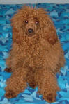 Rusty - Red Toy Poodle