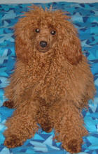 Red Toy Poodle - Rusty